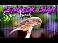 Lagu MATERI ISIAN MEWAH JAWARA ! MASTERAN KENARI ISIAN BLACKTHROAT GACOR PALING DICARI #29