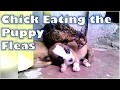 Chick Eating the Puppy Fleas - Remove Puppy Fleas for Free
