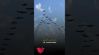 يا طير يا طاير فوق رايح عاالمدينه  يا طير يا طاير فوق رايح عاالمدينه