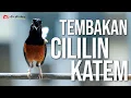 Lagu MURAI BATU GACOR MATERI MEWAH TEMBAKAN CILILIN KAPAS TEMBAK NGESAP NGESAP