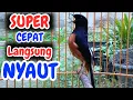 Download Lagu SEMAKIN NYAUT MURAI BATU GACOR PAGI-SIANG-MALAM AMPUH BUAT PANCINGAN MURAI BATU AGAR CE;PAT BUNYI