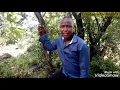 Download Lagu KALENJIN LATEST SONG SHEILA BY 50 PERCENT