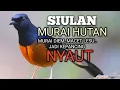Download Lagu SUARA PANCINGAN MURAI BATU biar Emosi jadi NYAUT BUNYI BONGKAR MATERI ISIAN | TERAPI MURAI BATU