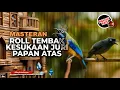 Download Lagu 🔴 Live Masteran Roll Tembak Paling Dicari Juri Papan Atas - C Cungkok vs Srigunting Abu