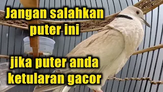 pancingan burung puter gacor melatih burung puter lokal agar cepat gacor