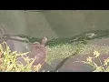 Geoffroy s Side-Necked Turtle Phrynops geoffroanus