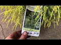 Lemon Thread False Cypress Information