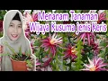 Download Lagu Tanaman Wijaya Kusuma Keris