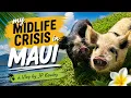 Ep 1 I Left My Old Life Behind My First Full Day Living on a Maui Farm