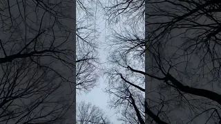 Winter Winds
