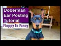 How To Post Doberman Dogs Ears After Ear Cropping Backer Rod Method Ear Posting Removal Tutorial