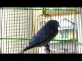 Download Lagu suara anakan burung srigunting abu abu untuk pikat burung srigunting liar