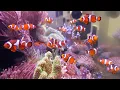 Download Lagu cara pelihara ikan nemo atau ikan badut di aquarium