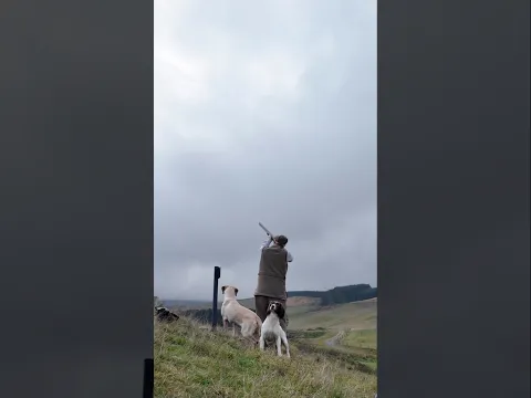 Driven Pheasant Shooting with Gundogs #dog #gundog #shotgun