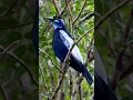 Download Lagu Suara Burung Gagak Buah Berleher Telanjang — Panggilan Gymnoderus foetidus dari Amazon (Rekaman Lapangan yang Luar Biasa)