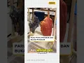Download Lagu Paru paru perokok vs bukan perokok