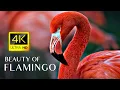 Lagu Pink Flamingos - 4K Video - Flamingo Bird Collection With Relaxing Music
