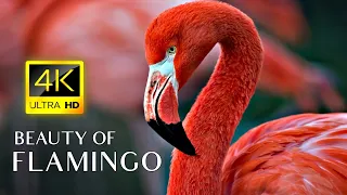 Download Pink Flamingos - 4K Video - Flamingo Bird Collection With Relaxing Music MP3