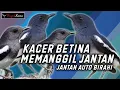 Download Lagu Panggilan Kacer Betina Untuk Menaikan Birahi Kacer Jantan - BONJOL KICAU