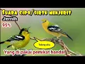 Download Lagu suara pikat burung sirtu/cipoh menjerit kejepit, ampuh 100% #suaraburung