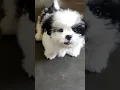 Download Lagu Shih Tzu puppy barking angry dog barking sound #dog #shihtzu #puppy #barking #angry #cute #sound 🐕🐕🐕