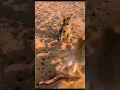 Download Lagu Russell's Viper Snake Bites Cat 🐍#sanke vs Cat