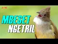 Lagu CUCAK JENGGOT GACOR MBESET NGETRIL