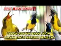 Download Lagu SOGON GACOR NEMBAK NGLEPER ‼ PANCINGAN PENGGACOR SOGON FIGHTER PASTI LANGSUNG NYAUT