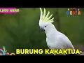 Download Lagu 🔴BURUNG KAKAKTUA LAGU ANAK INDONESIA