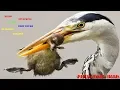 Download Lagu Heron feeding on baby waterbirds in a compilation of images