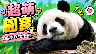 圓寶趴睡超級萌，精神渙散亮眼無神太睏啦～|熊貓貓熊The Giant Panda Yuan Yuan and Yuan Bao|台北市立動物園