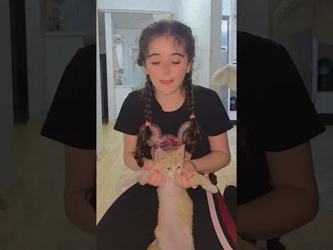 القطه تقول الله يصبرني