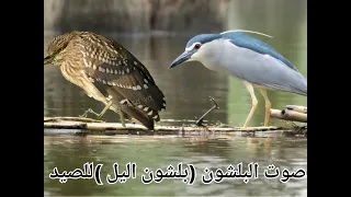 صوت البلشون  بلشون الليل  للصيد  مجرب      دندنها