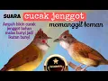 Lagu pancingan agar cucak jenggot bahan cepat bunyi gacor sahut sahutan