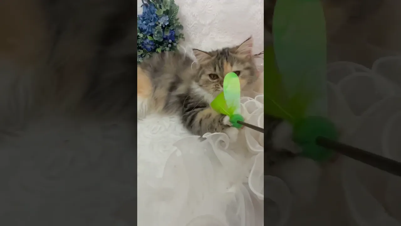 動画
