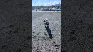 #fyp #dream #doberman #pets #vlog