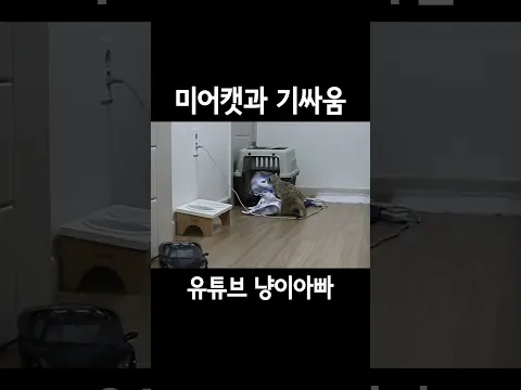 미어캣과 기싸움하는 미어캣