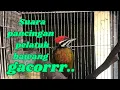 Download Lagu Suara pancingan pelatuk bawang gacor