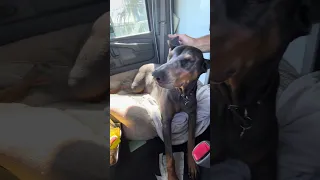#fyp #dream #youtube #doberman #pets