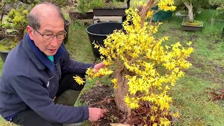 Download Making Forsythia Bonsai MP3