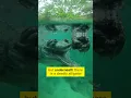 Download Lagu Dont Swim in this water 😱 #shorts #alligator #crocodile #dangerous #reptiles