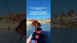 Proof life doesn’t have to shrink when having a dog🐾 #dog #boatlofe #doglife