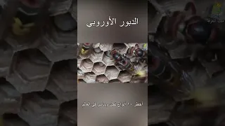 الدبور الأوروبي أخطر ١٠ أنواع نحل ودبابير في العالم 