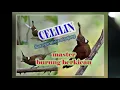 Download Lagu Suara jernih dan bening Celilin Durasi panjang
