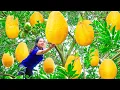 Download Lagu Harvesting Giant Monitor Grapefruit Goes to Market Sell | Can weigh up to 100Kg | Lý Thị Hằng