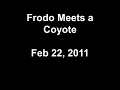 Curbstone Valley - Frodo & the Coyote