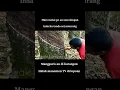 mangguris(mangguris di ari udan)