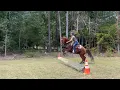 Lagu HORSE SHOW PREP : THIS YOUNG MUSTANG CAN JUMP