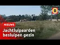 Download Lagu Gezin met kind stapt uit autosafari Beekse Bergen | Omroep Brabant