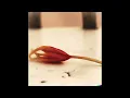 Noah Kahan - Growing Sideways but sadder